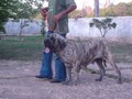 Matriz - Fila Brasileiro Tigrado - Canil Singular - Cocada